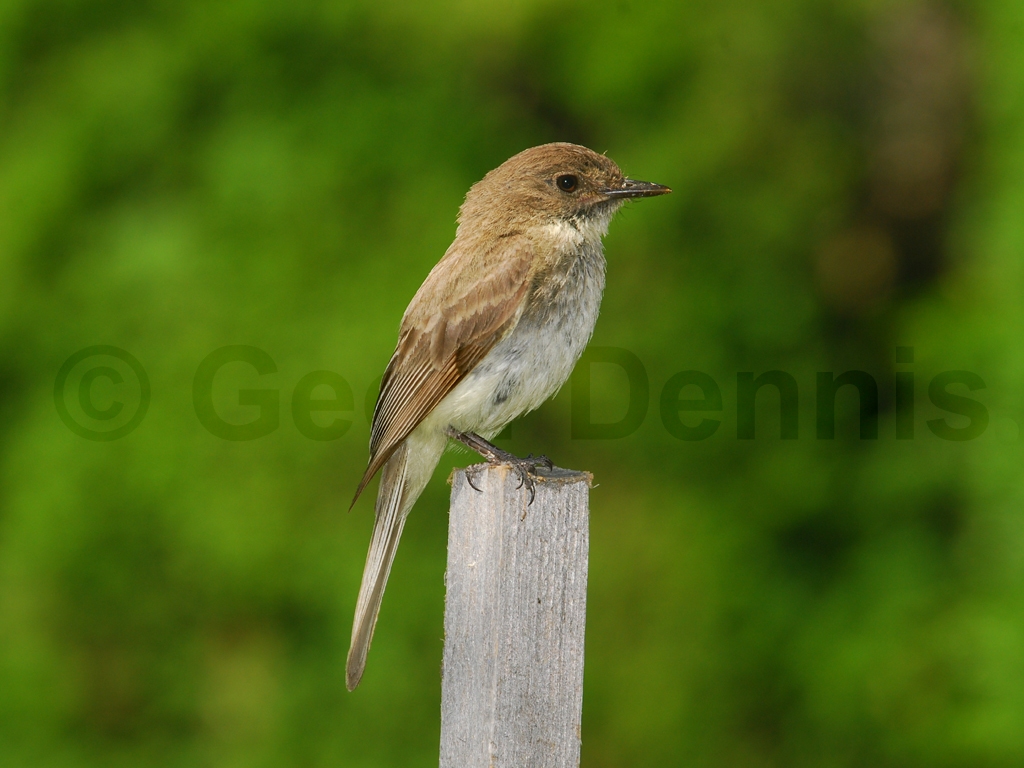 EAPH-AQ_Eastern-Phoebe