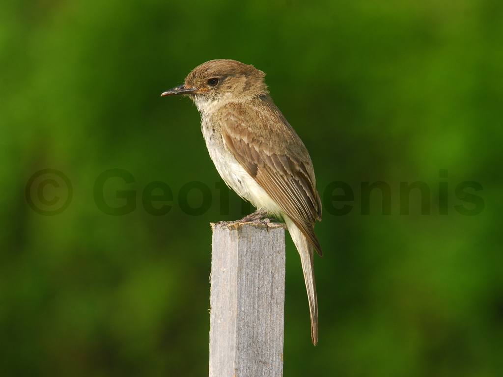 EAPH-AR_Eastern-Phoebe