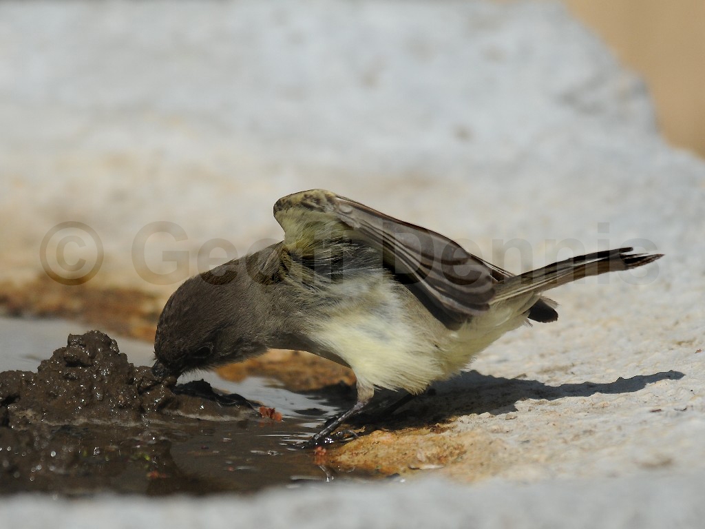 EAPH-AS_Eastern-Phoebe