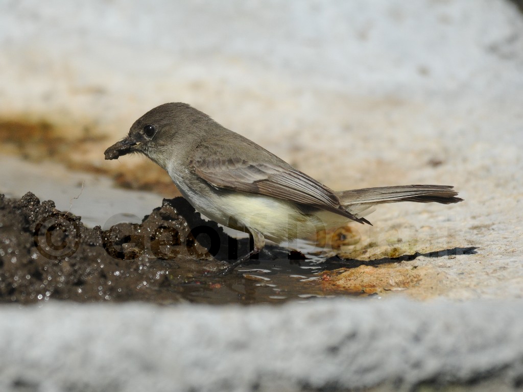 EAPH-AT_Eastern-Phoebe