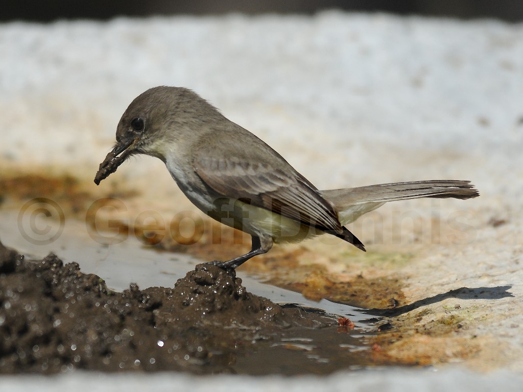 EAPH-AU_Eastern-Phoebe