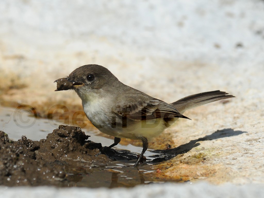 EAPH-AV_Eastern-Phoebe