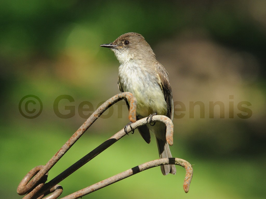 EAPH-AW_Eastern-Phoebe