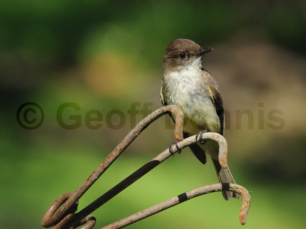 EAPH-AX_Eastern-Phoebe