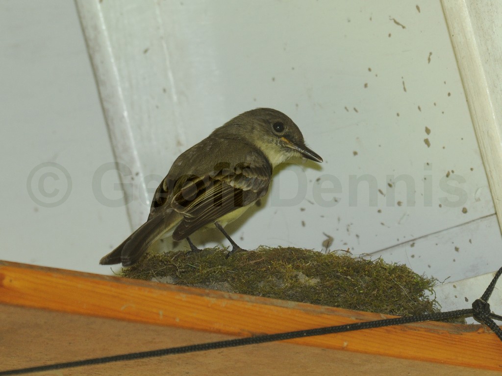 EAPH-AZ_Eastern-Phoebe
