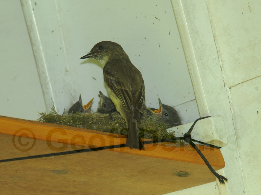 EAPH-BA_Eastern-Phoebe