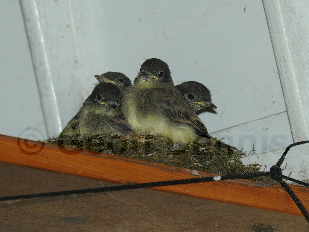 EAPH-BB_Eastern-Phoebe