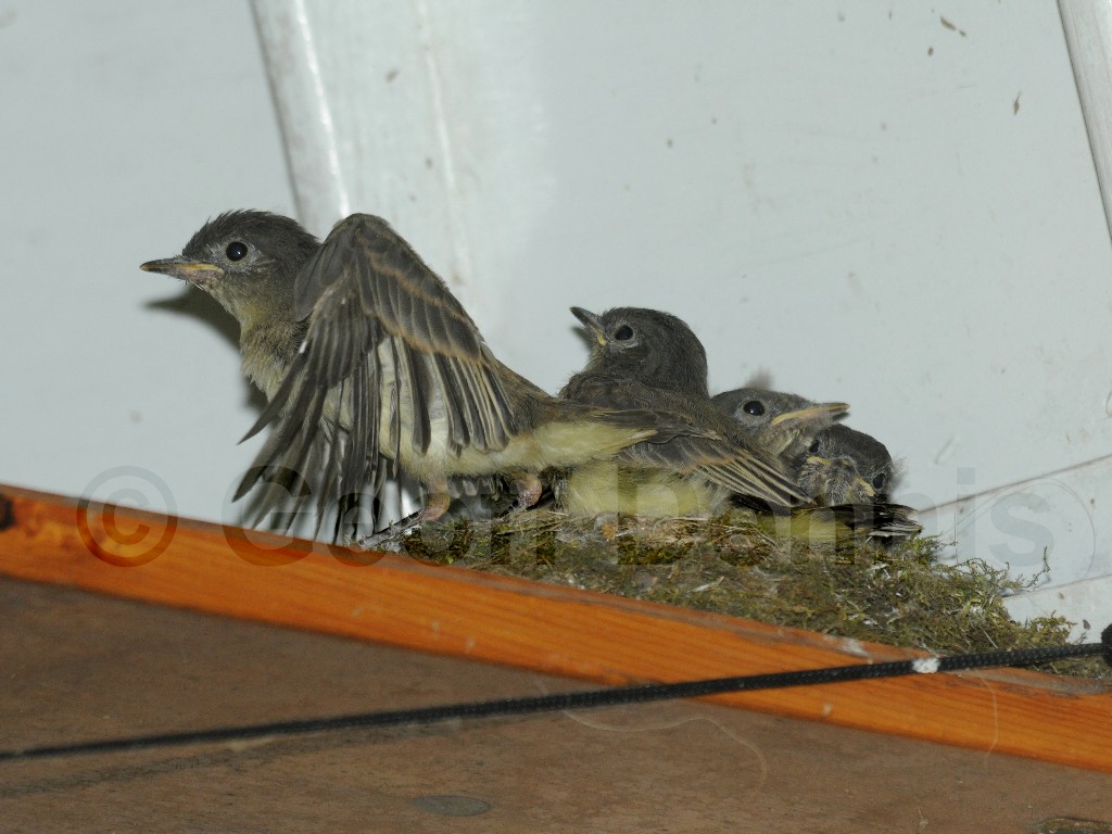 EAPH-BD_Eastern-Phoebe