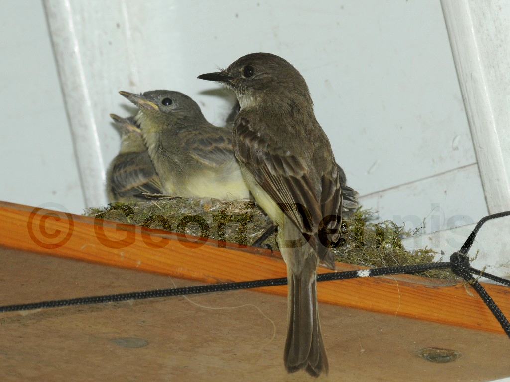 EAPH-BE_Eastern-Phoebe