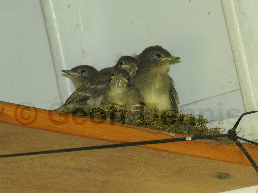 EAPH-BG_Eastern-Phoebe