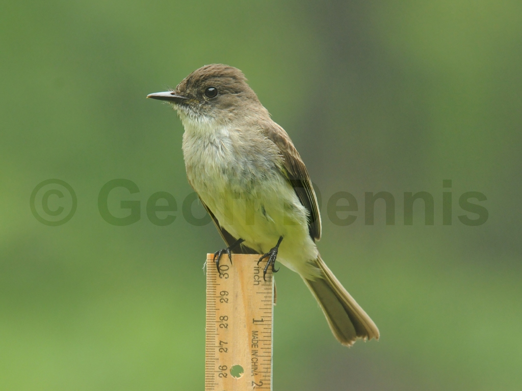 EAPH-BH_Eastern-Phoebe