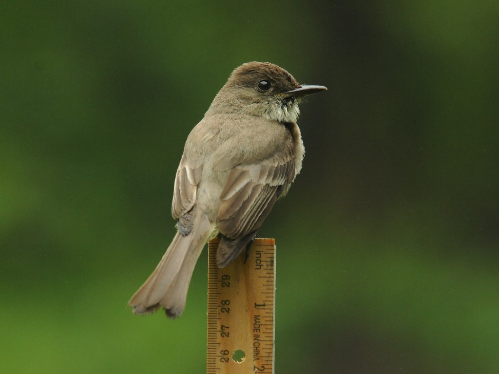 EAPH-BI_Eastern-Phoebe