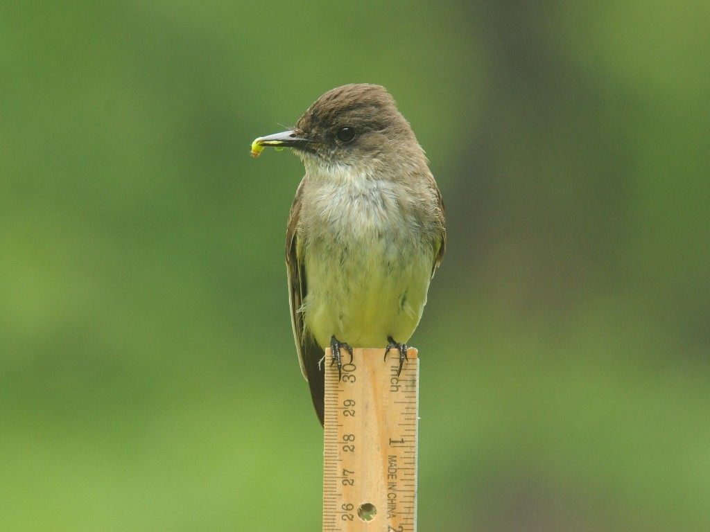 EAPH-BJ_Eastern-Phoebe
