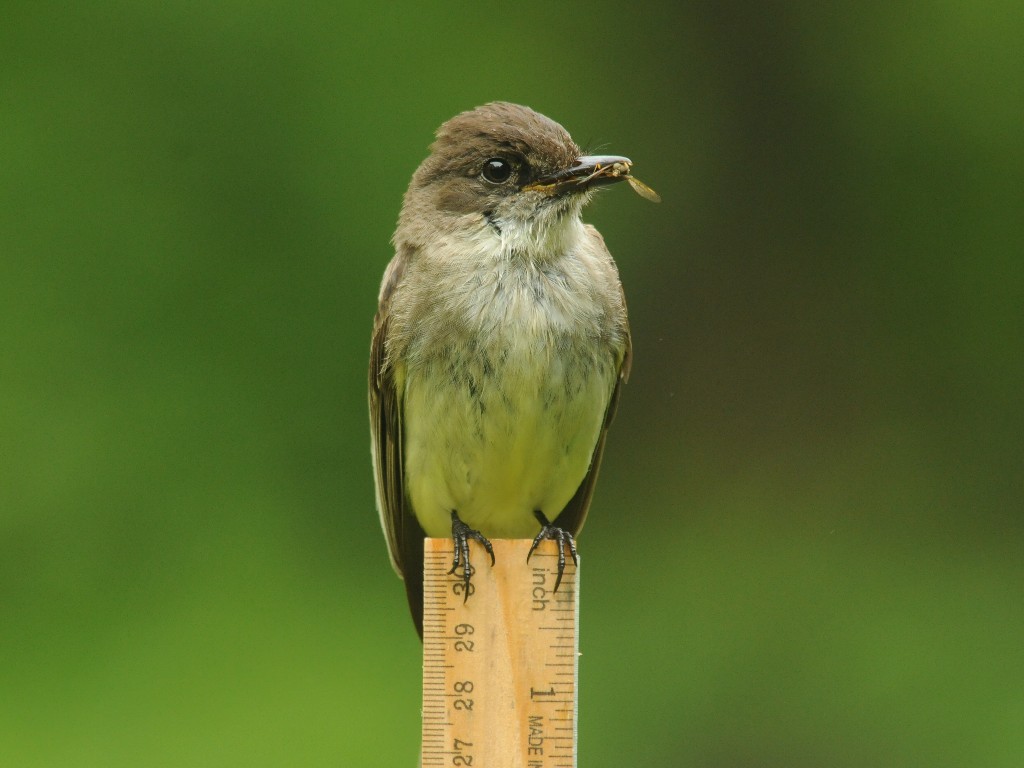 EAPH-BK_Eastern-Phoebe