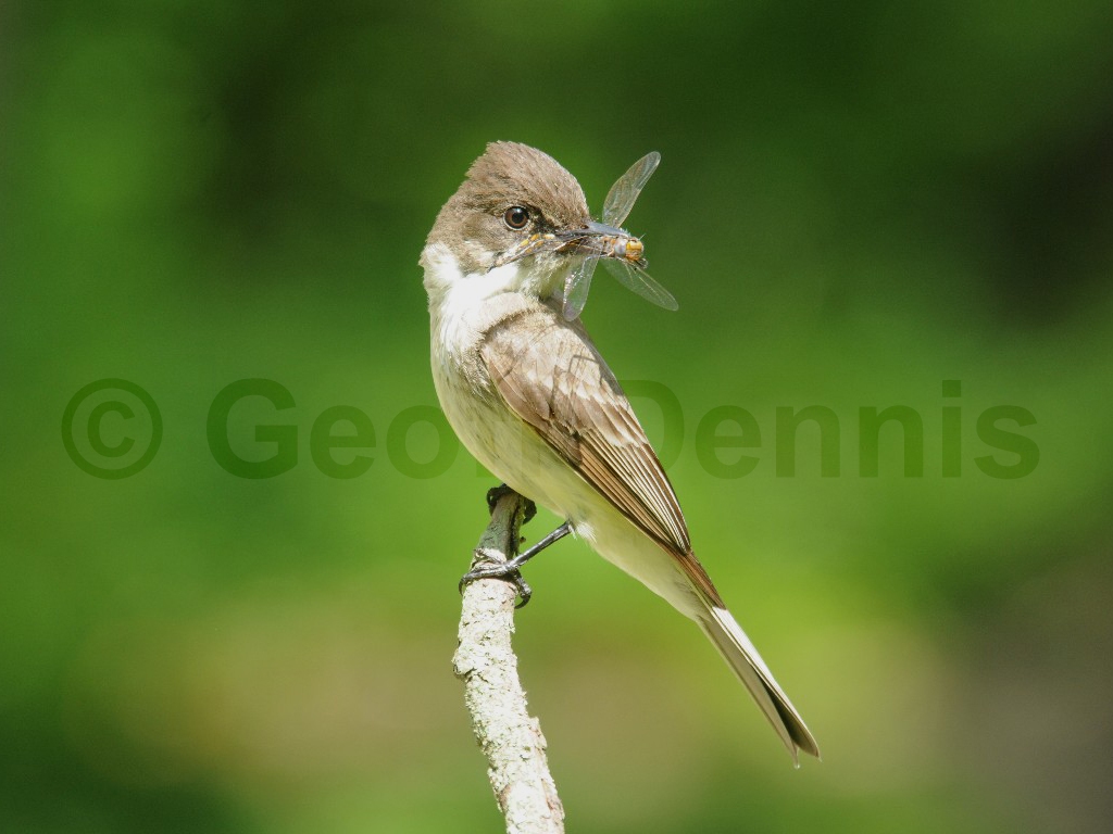 EAPH-BL_Eastern-Phoebe