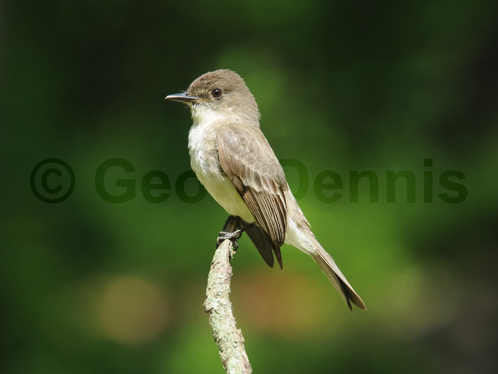 EAPH-BM_Eastern-Phoebe