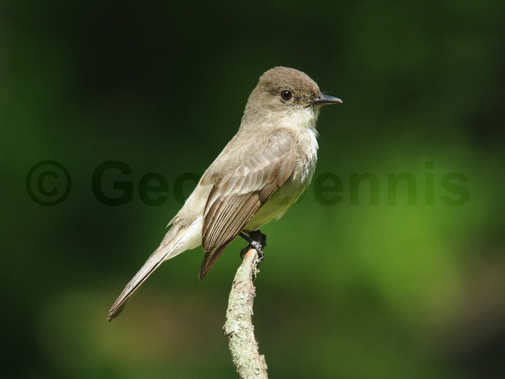 EAPH-BN_Eastern-Phoebe