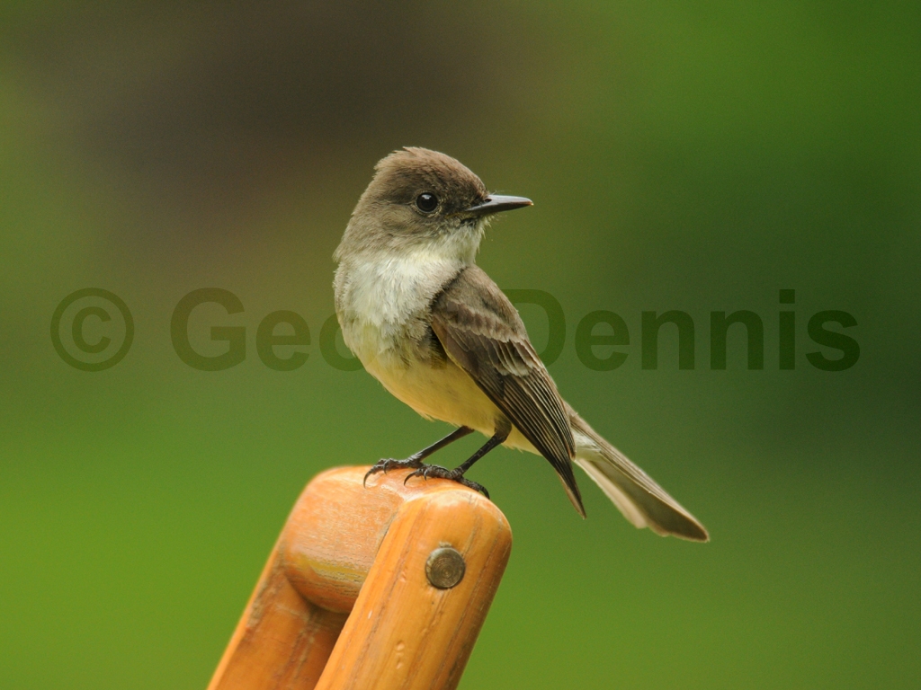 EAPH-BO_Eastern-Phoebe