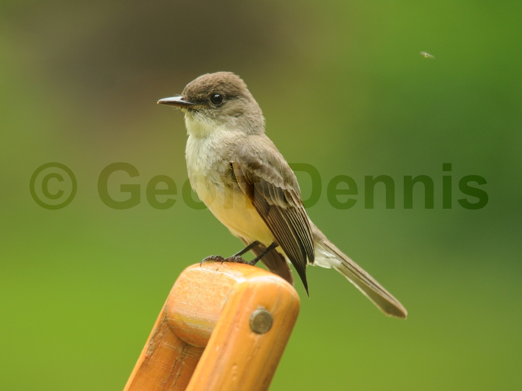 EAPH-BP_Eastern-Phoebe