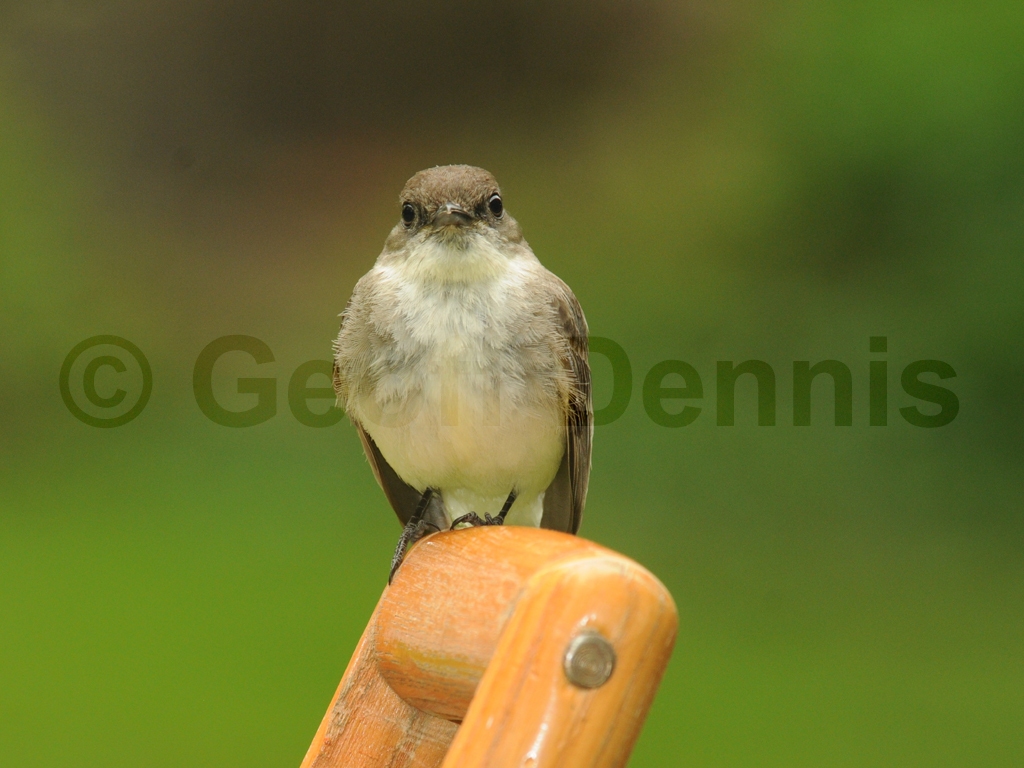 EAPH-BQ_Eastern-Phoebe