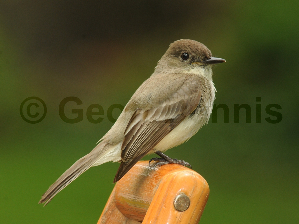 EAPH-BR_Eastern-Phoebe