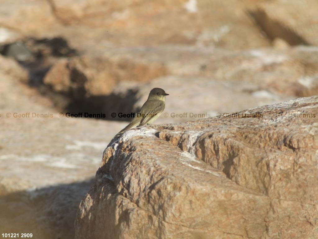 EAPH-BV_Eastern-Phoebe