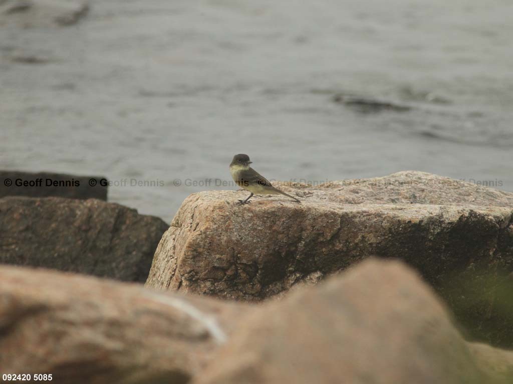 EAPH-BW_Eastern-Phoebe