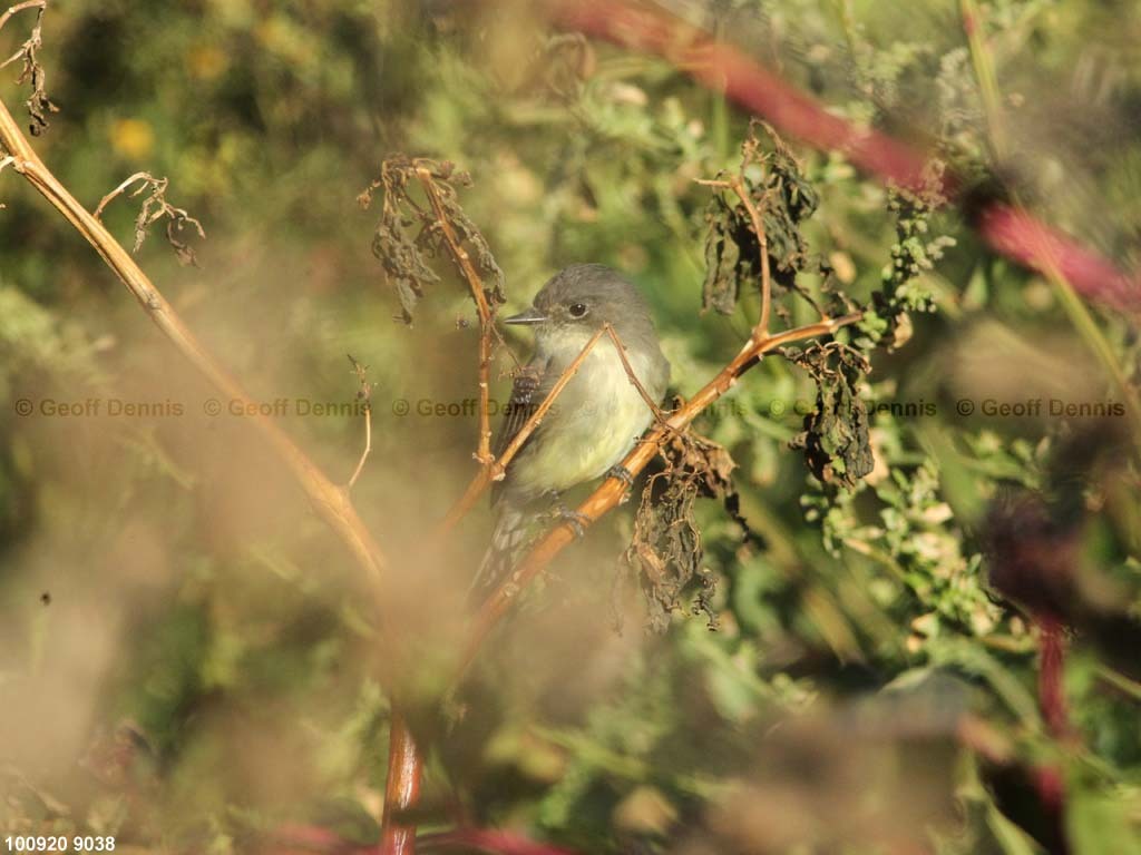 EAPH-BX_Eastern-Phoebe
