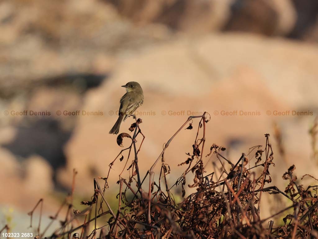 EAPH-CB_Eastern-Phoebe