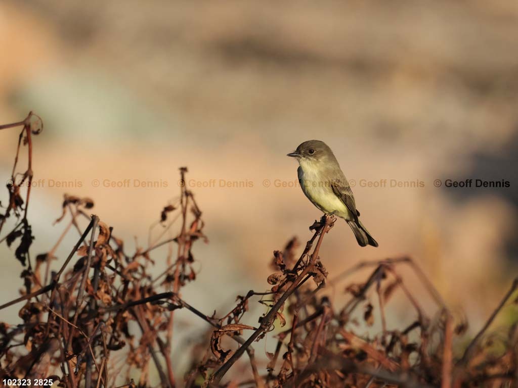 EAPH-CC_Eastern-Phoebe