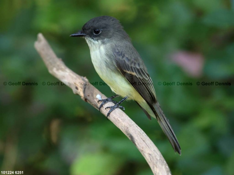 EAPH-CD_Eastern-Phoebe