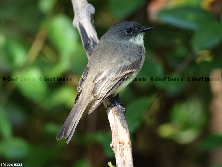 EAPH-CF_Eastern-Phoebe