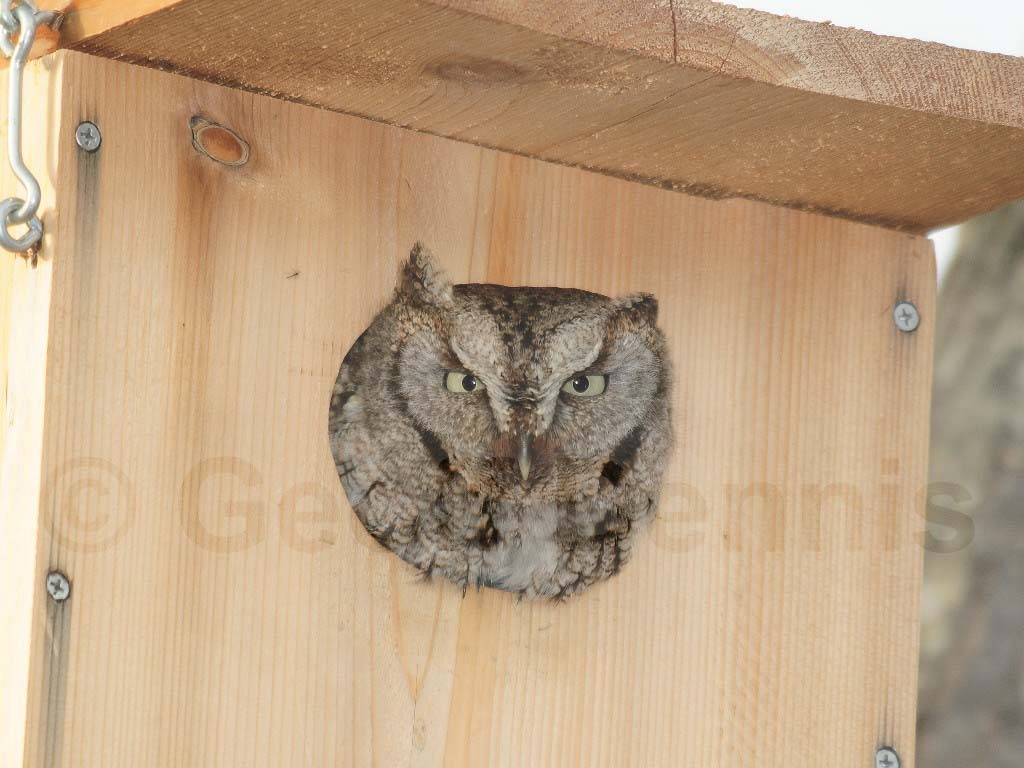 EASO-AA_Eastern-Screech-Owl