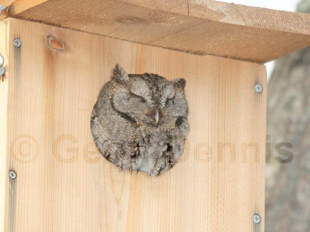 EASO-AB_Eastern-Screech-Owl
