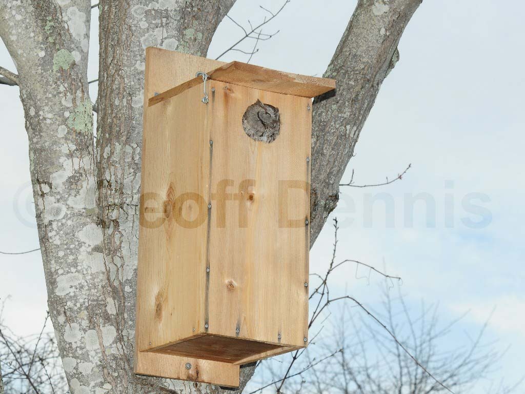 EASO-AC_Eastern-Screech-Owl