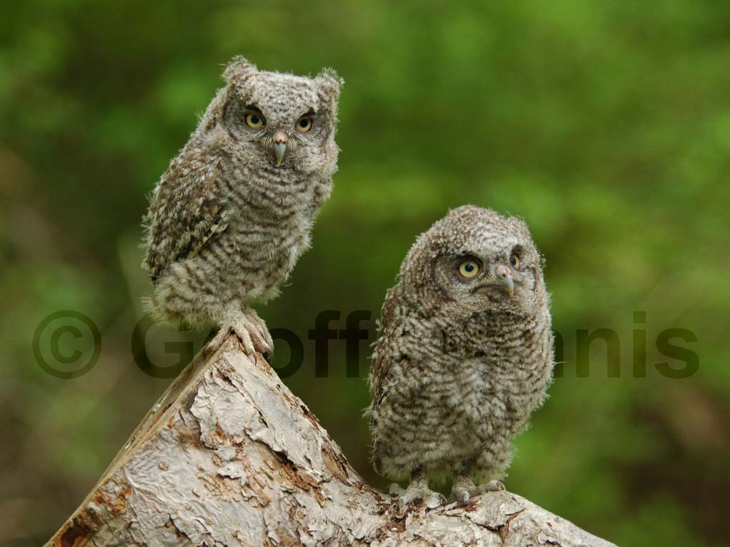 EASO-AD_Eastern-Screech-Owl