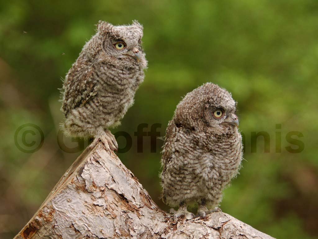 EASO-AE_Eastern-Screech-Owl