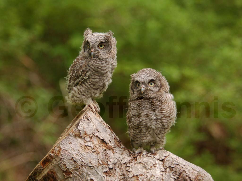 EASO-AF_Eastern-Screech-Owl