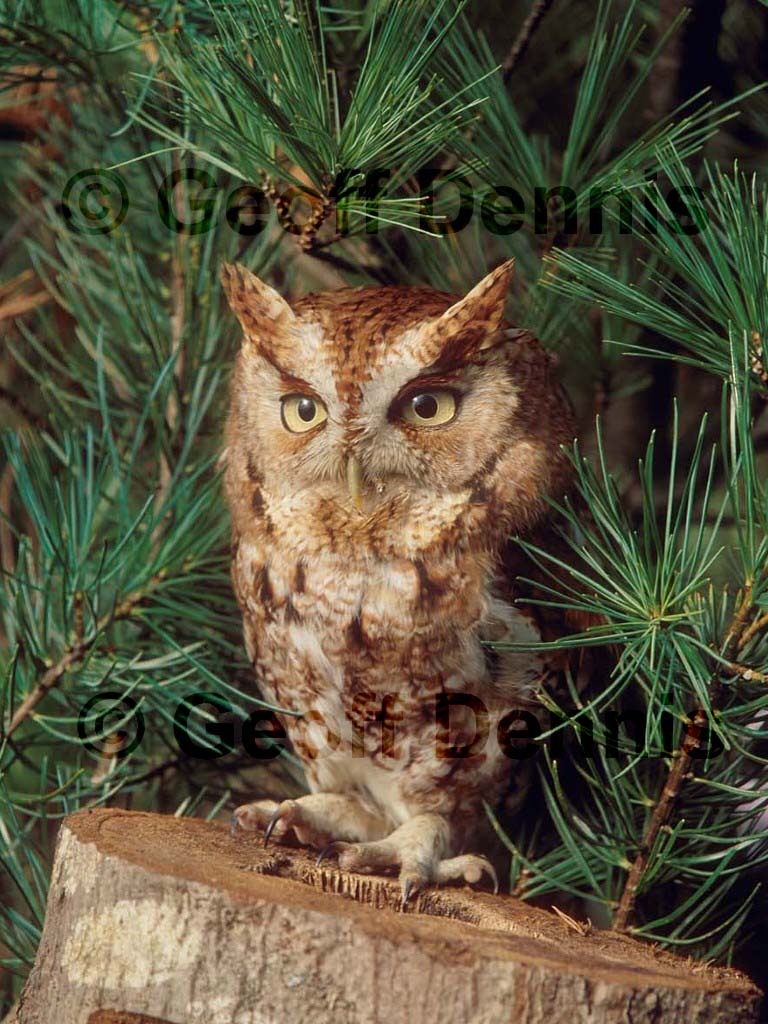 EASO-AG_Eastern-Screech-Owl