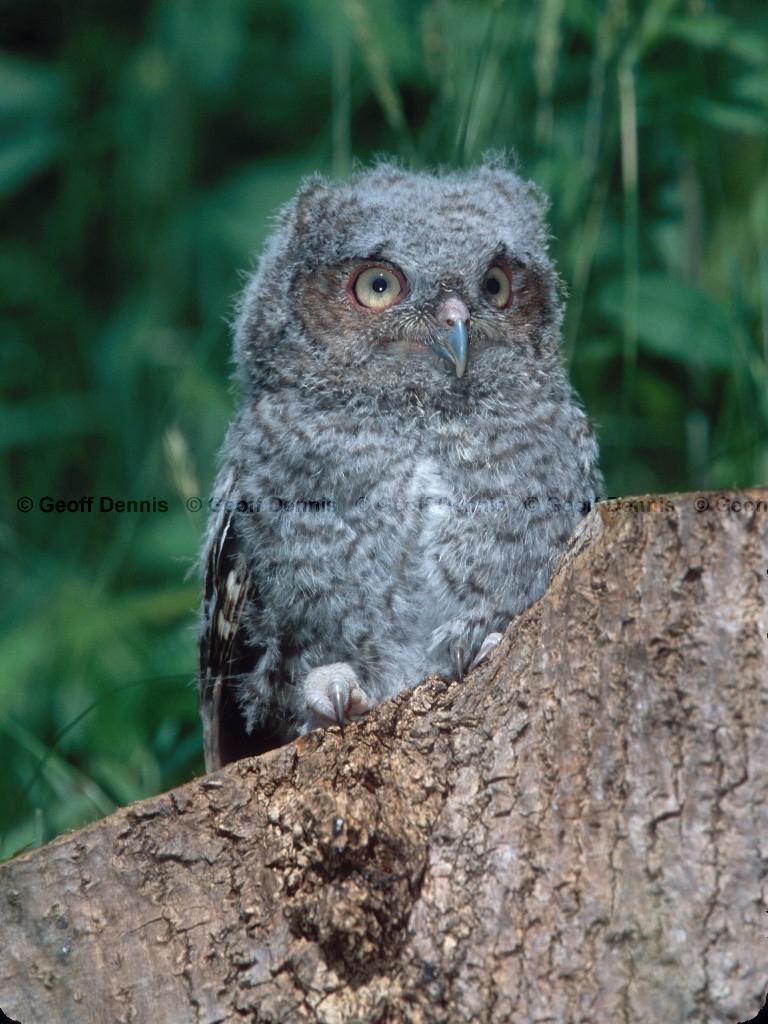 EASO-AH_Eastern-Screech-Owl