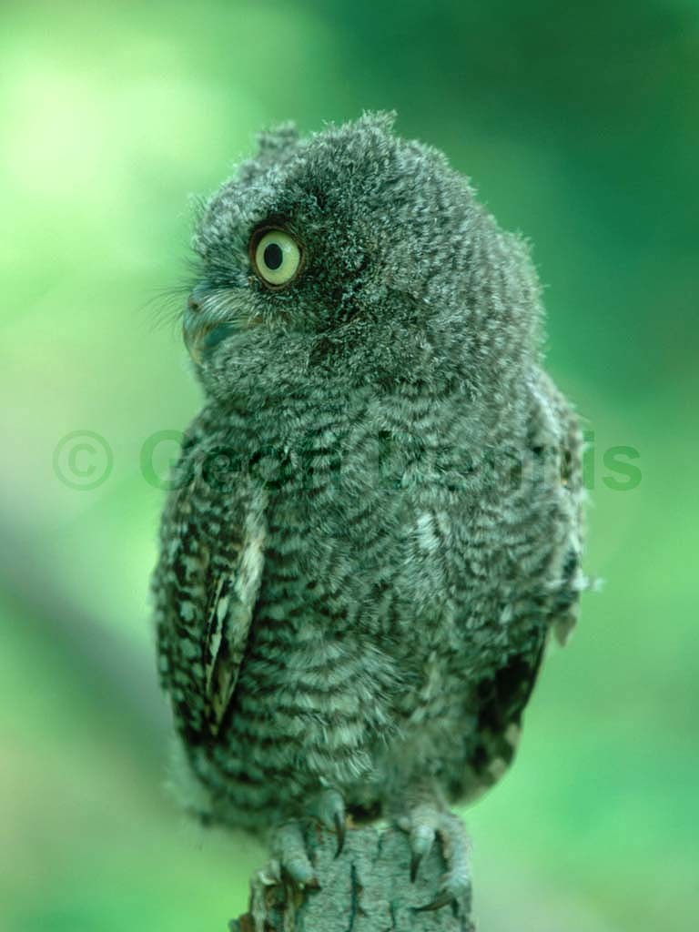 EASO-AI_Eastern-Screech-Owl