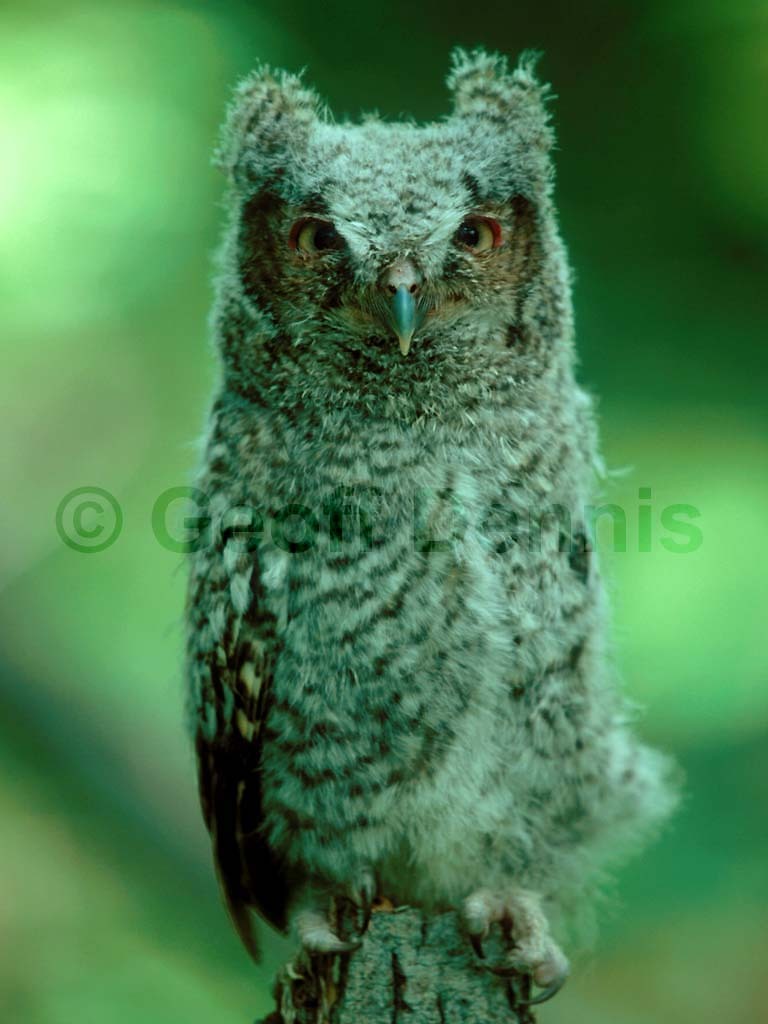 EASO-AJ_Eastern-Screech-Owl
