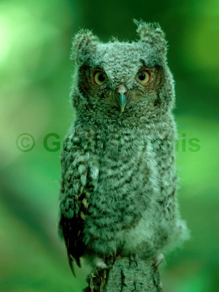 EASO-AK_Eastern-Screech-Owl