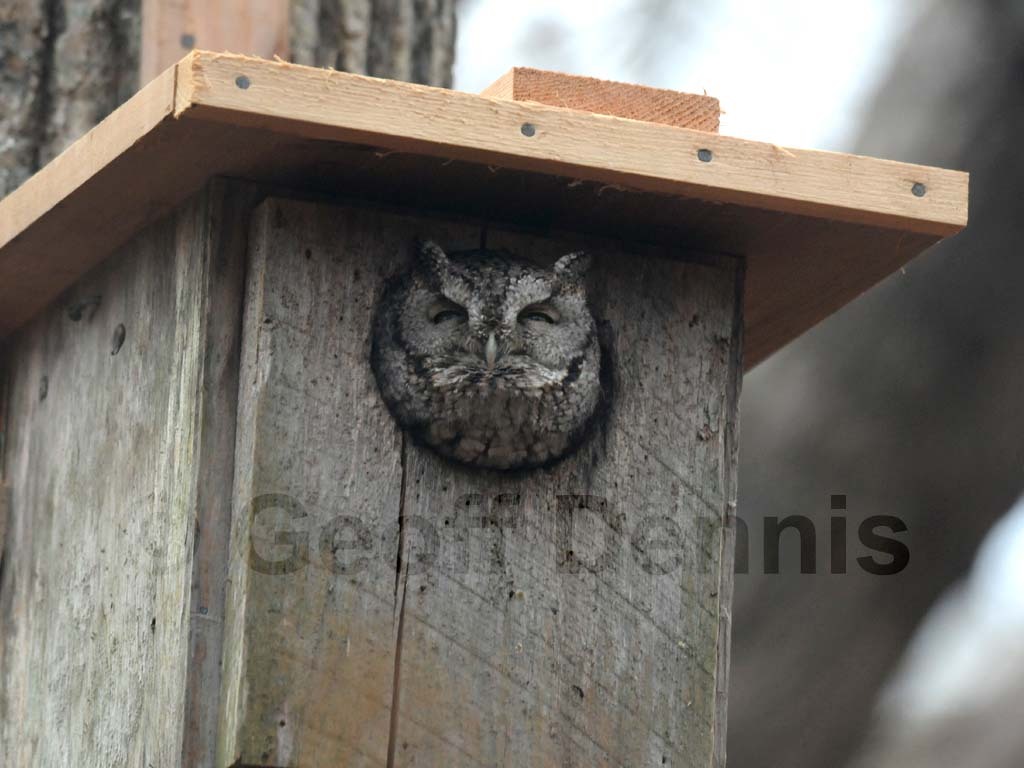 EASO-AL_Eastern-Screech-Owl