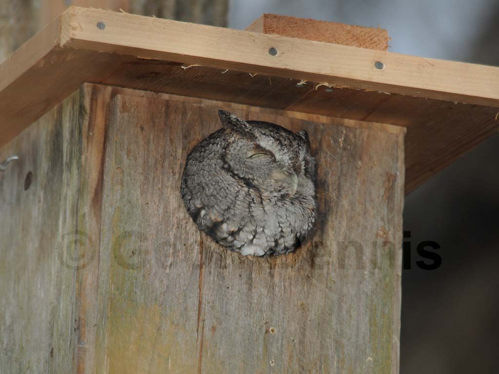 EASO-AM_Eastern-Screech-Owl