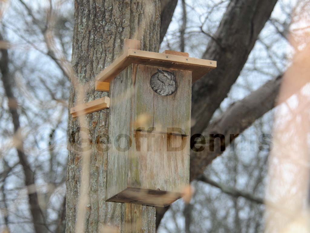 EASO-AN_Eastern-Screech-Owl