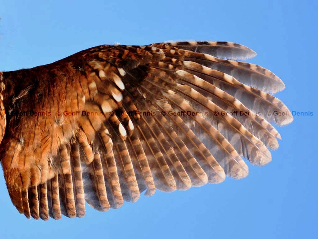 EASO-AQ_Eastern-Screech-Owl