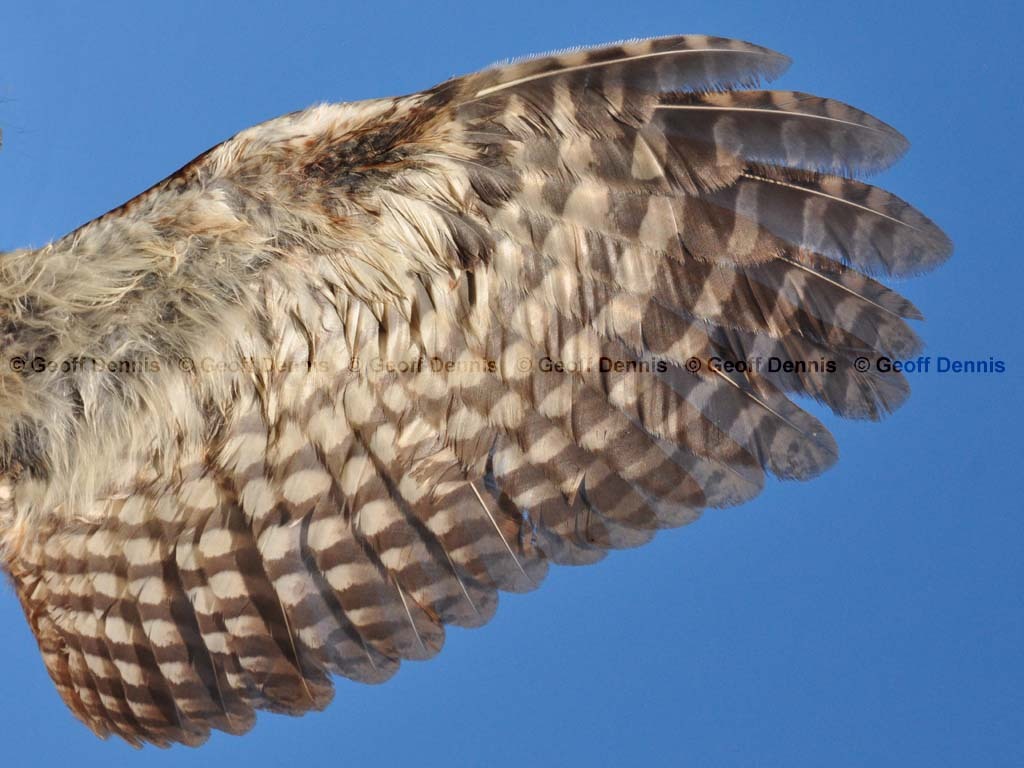 EASO-AR_Eastern-Screech-Owl