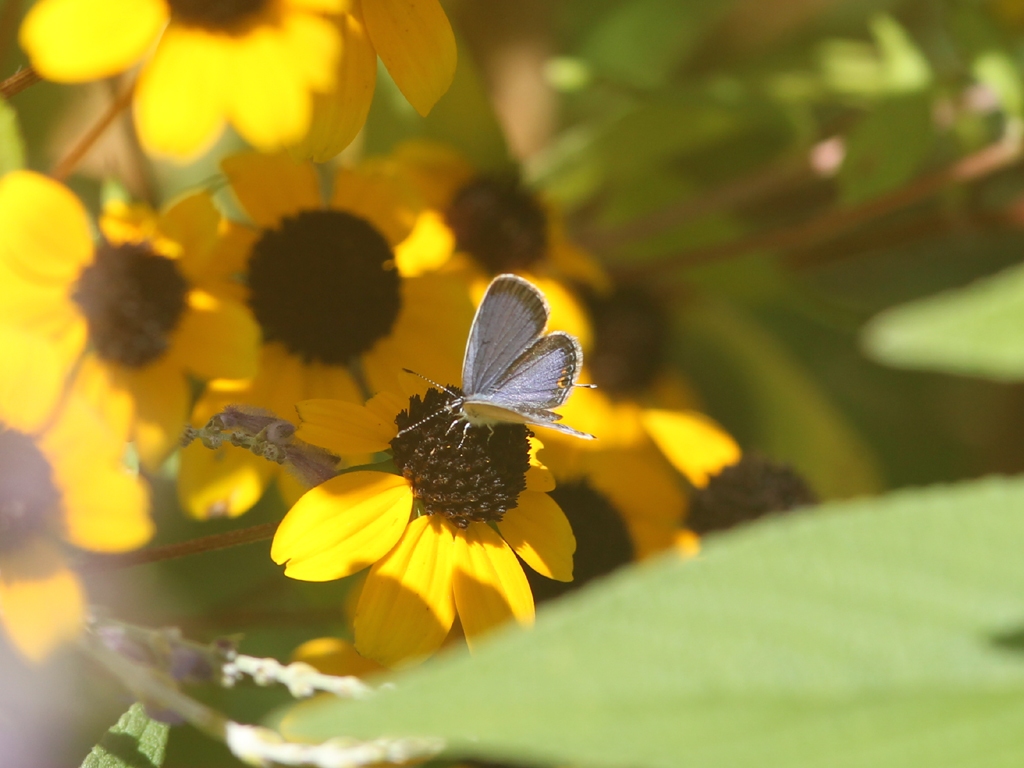 Eastern-tailed-Blue-AA