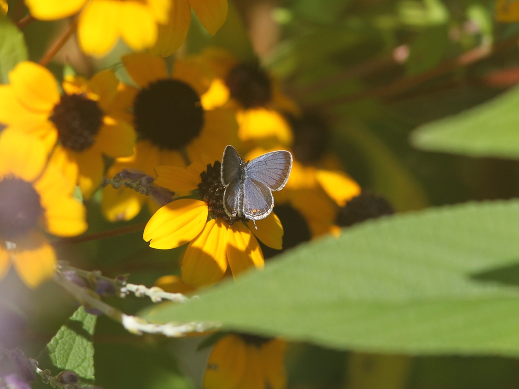 Eastern-tailed-Blue-AB